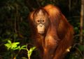Status Konservasi Orangutan Borneo Naik dari "Endangered" Menjadi "Critically Endangered"