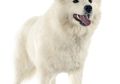 Tertipu Saat Beli Anjing <i>Husky</i>