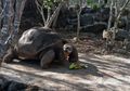 Kura-kura Raksasa Galapagos yang Terkenal Ini Mati