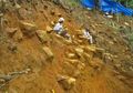 Ahli Numismatik: Koin Gunung Padang, Tak Setua Itu