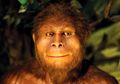 Senyum Homo Erectus
