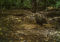 Di Mana Peccary Berkubang, Hewan Lainnya Ikut! (1)
