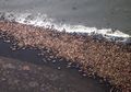 Anak Anjing Laut Punya Bau yang Khas agar Dikenali Sang Ibu