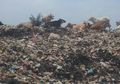 Jelang Hari Raya Kurban, Waspadai Sapi Sampah