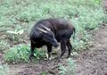 Jumlah Populasi Satwa Endemik Anoa dan Babirusa Mengkhawatirkan