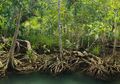 Mangrove Virtual Run, Olahraga Sambil Menjaga Kelestarian Hutan Bakau