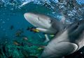 Tiga Negara ini Ciptakan Perlindungan Bersama untuk Kehidupan Laut