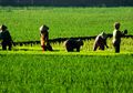 Kurangnya Petani Indonesia Masa Depan