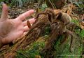 T. blondi, Tarantula Raksasa versi Guinness World Records