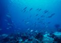 Mengapa Ikan Zaman Sekarang Berukuran Kecil?