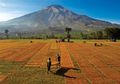 Tembakau di Kaki Gunung Sumbing