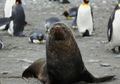Mengapa Makin Banyak Anjing Laut Kawin dengan Penguin?