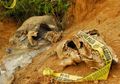 Dua Gajah Mati di Kebun Sawit Jambi