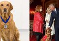 Anjing yang Mampu Mengendus Kanker