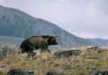 Waktu Hibernasi Beruang Grizzly Berkurang, Alasannya?