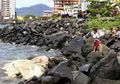 Bangkai Paus Terdampar di Tepi Pantai Manado