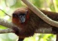 Punahnya Monyet dan Burung di Hutan Tropis Naikkan Emisi Karbon