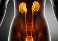 Darah di dalam Urine, Gejala Kanker Ginjal dan Kandung Kemih ?