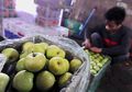 Pemerintah Pastikan Tidak Ada Apel Berbakteri