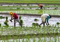 Petani Alami Kesulitan Selama Pandemi, Ancaman Kelaparan Menghantui
