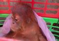 Mematikan Pasar Perdagangan, Kunci Utama Selamatkan Satwa