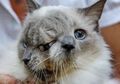 Kucing Malang Nan Lucu Ini Memiliki Dua Wajah