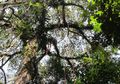 Semangat Botawa Memadukan Hutan Desa dan Hutan Adat