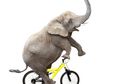 Gajah Tampil Terakhir Kalinya dalam Sirkus Ringling Bros