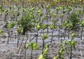 Tidak Cukup Menanam, Perlu Keragaman Hayati Supaya Mangrove Lestari
