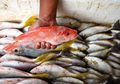 Perhatikan Kalau Belanja! Deretan Ikan Ini Mengandung Merkuri Tinggi yang Berbahaya Banget Bagi Otak, Sering Anda Makan?