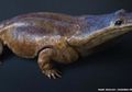 Dahulu, Ada Salamander Sebesar Mobil