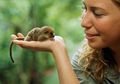 Tiga Spesies Baru Lemur Tikus Ditemukan di Madagaskar