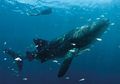 Rekomendasi Destinasi: Pelesiran Sambil Mengenal Para Raksasa dan Laut
