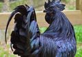 Mengapa Ayam Cemani Berwarna Hitam?