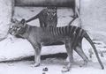 Peneliti Ini Berusaha Membuktikan Harimau Tasmania Belum Punah