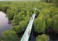 Mengapa Mangrove di Asia Tenggara Mudah Hancur?