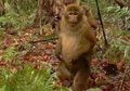 <i>Macaca leucogenys</i> Monyet Berpenis Bulat