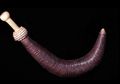 Cacing Purba dengan Bentuk Serupa Penis