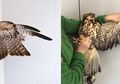 Implantasi Bulu pada Sayap Burung