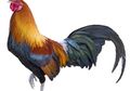 Mengapa Ayam Selalu Berkokok di Pagi Hari?