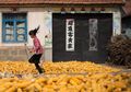 Mengapa Jagung Menjadi Hasil Panen Terbesar di Tiongkok?