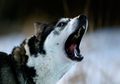 Temuan Arkeologis Anjing Jadi Bukti Jejak Migrasi Manusia ke Amerika