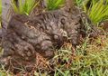 Warga Temukan Batu Berwajah Raksasa di Sawah