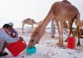 DNA Unta Zaman Es Ditemukan di Kanada Mengubah Teori Spesies