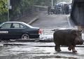 Satwa Kebun Binatang Melarikan Diri Pasca Banjir Georgia