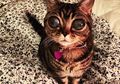 Matilda Si Kucing Alien