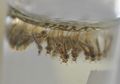<i>Aedes aegypti</i> Semakin Resisten akan Insektida