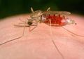 Kolaborasi AI dan Manusia Temukan Senjata Baru Melawan Malaria