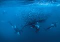Pesta Pora Orca