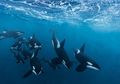 Pesta Pora Orca